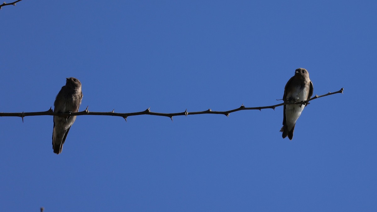 brunsandsvale - ML645837984