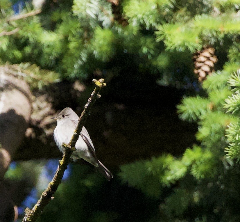 Blasskehl-Schnäppertyrann - ML645837993