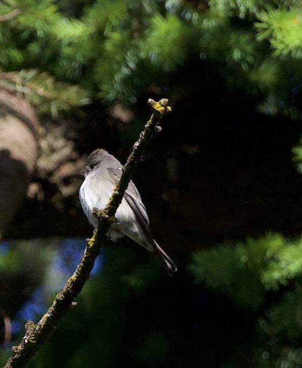 Blasskehl-Schnäppertyrann - ML645837994