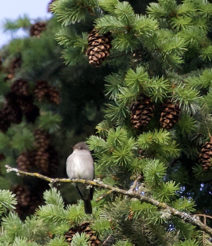 Blasskehl-Schnäppertyrann - ML645837995