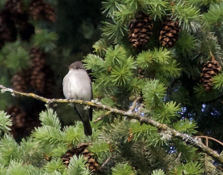 Blasskehl-Schnäppertyrann - ML645837996