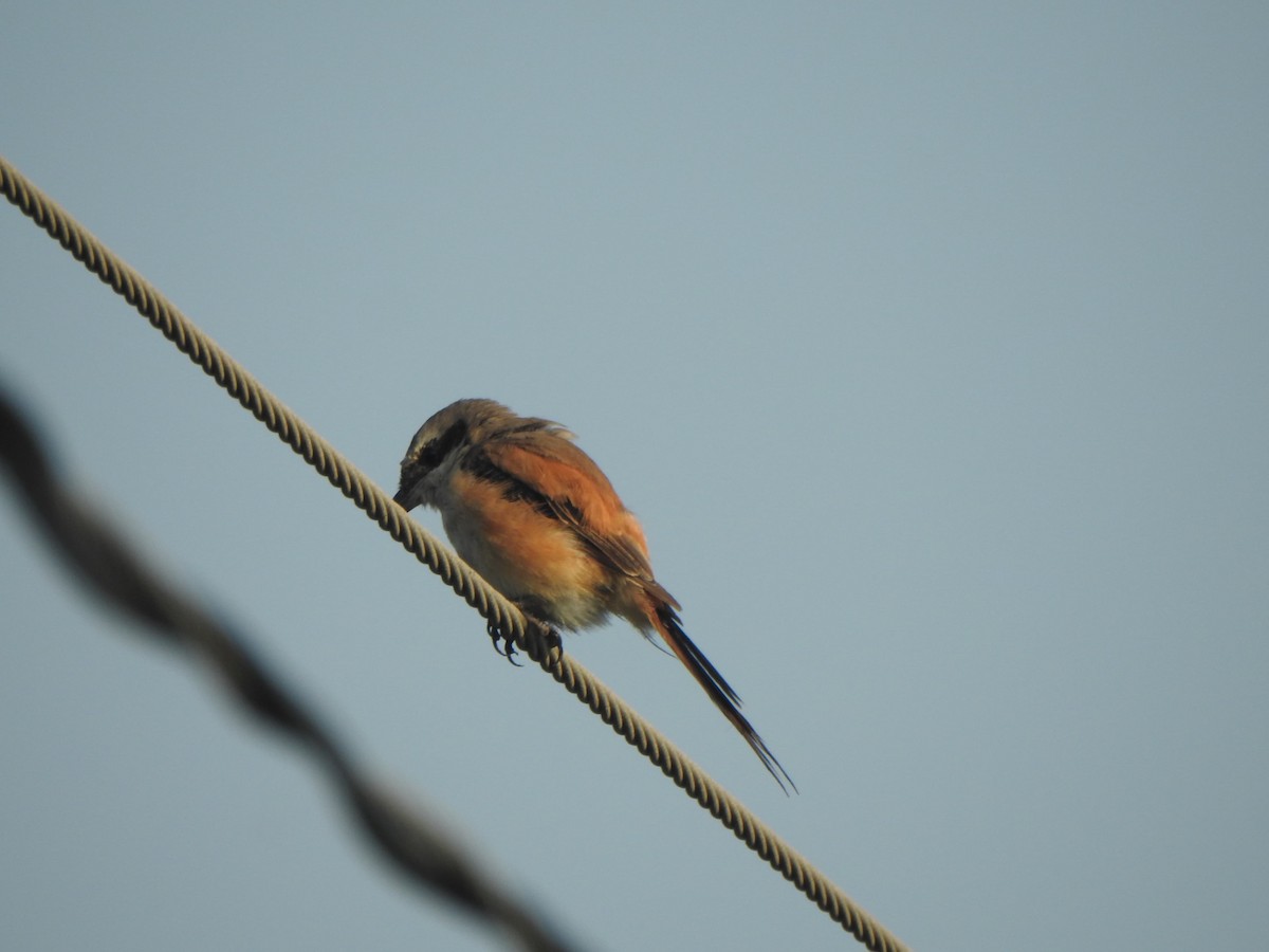 Bay-backed Shrike - ML645837999