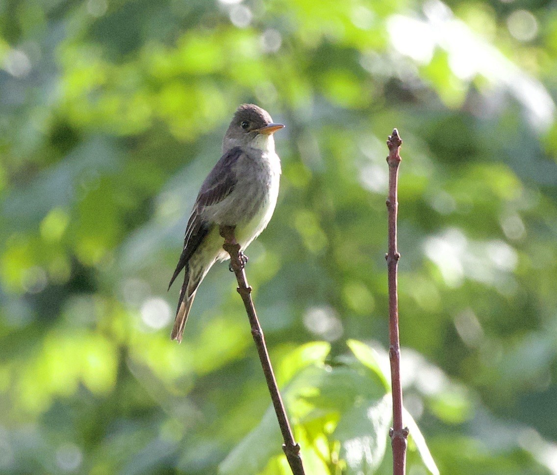 Olive-sided Flycatcher - ML645838001