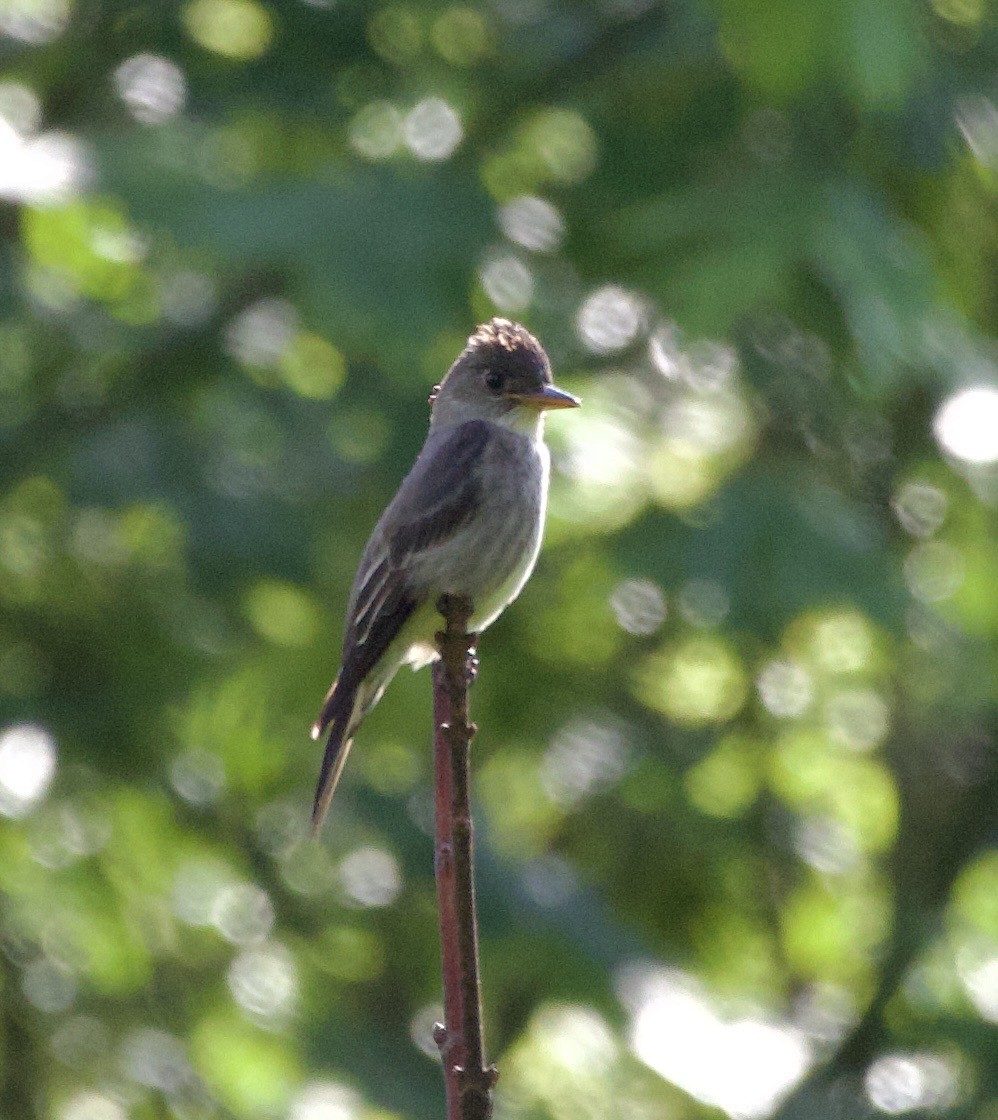 Olive-sided Flycatcher - ML645838002