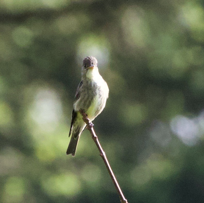 Olive-sided Flycatcher - ML645838003