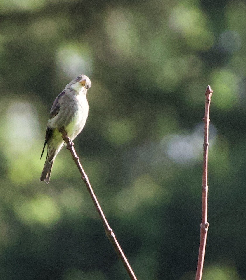 Olive-sided Flycatcher - ML645838004