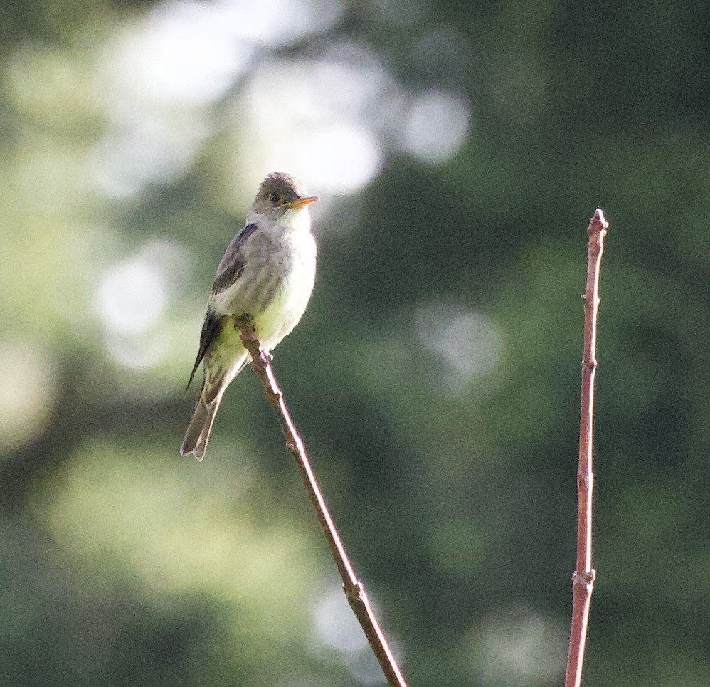 Olive-sided Flycatcher - ML645838005
