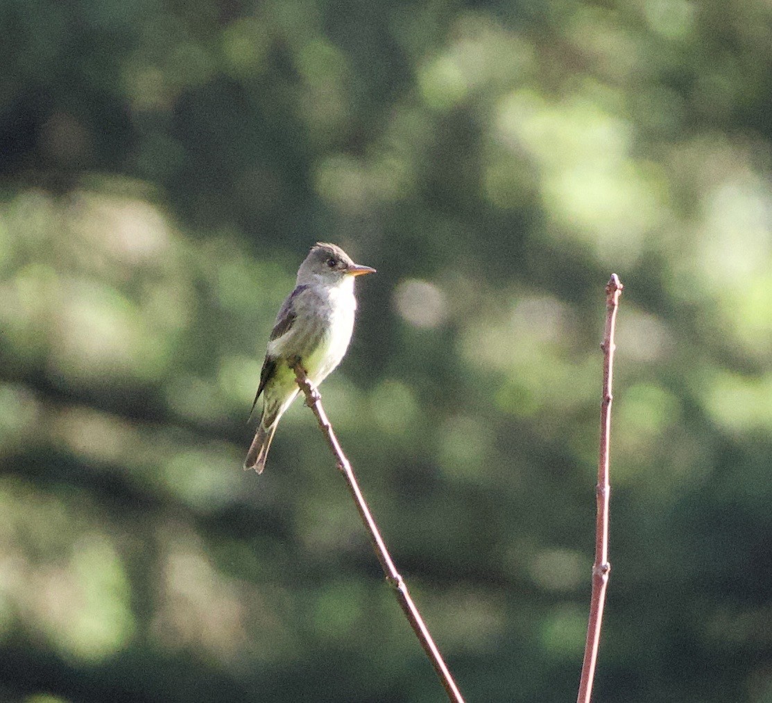 Olive-sided Flycatcher - ML645838006