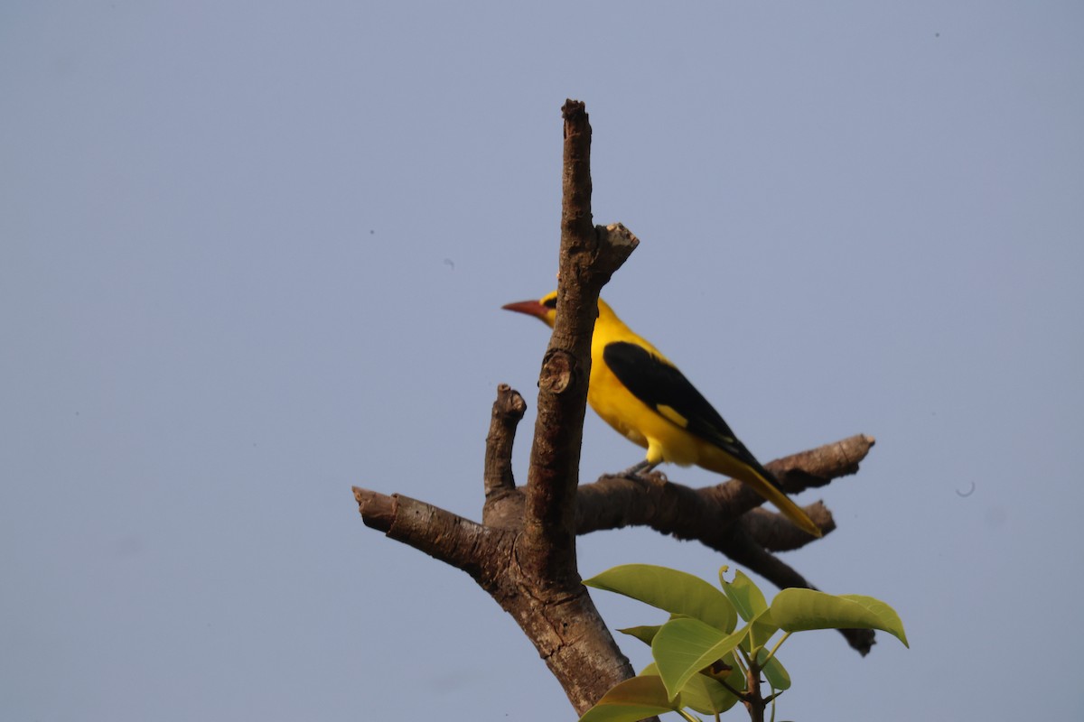 Индийская иволга - ML645838009