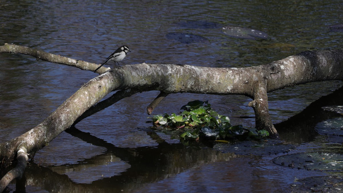 Пегая трясогузка - ML645838016
