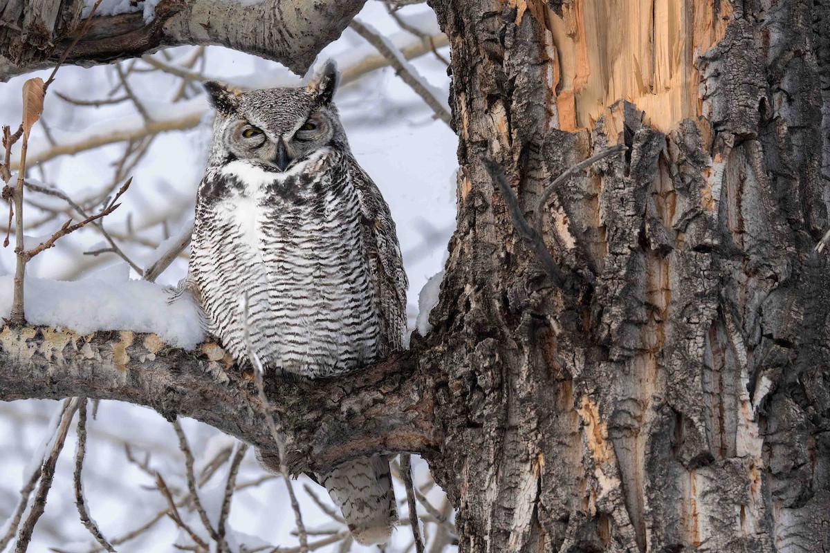 Виргинский филин - ML645838023