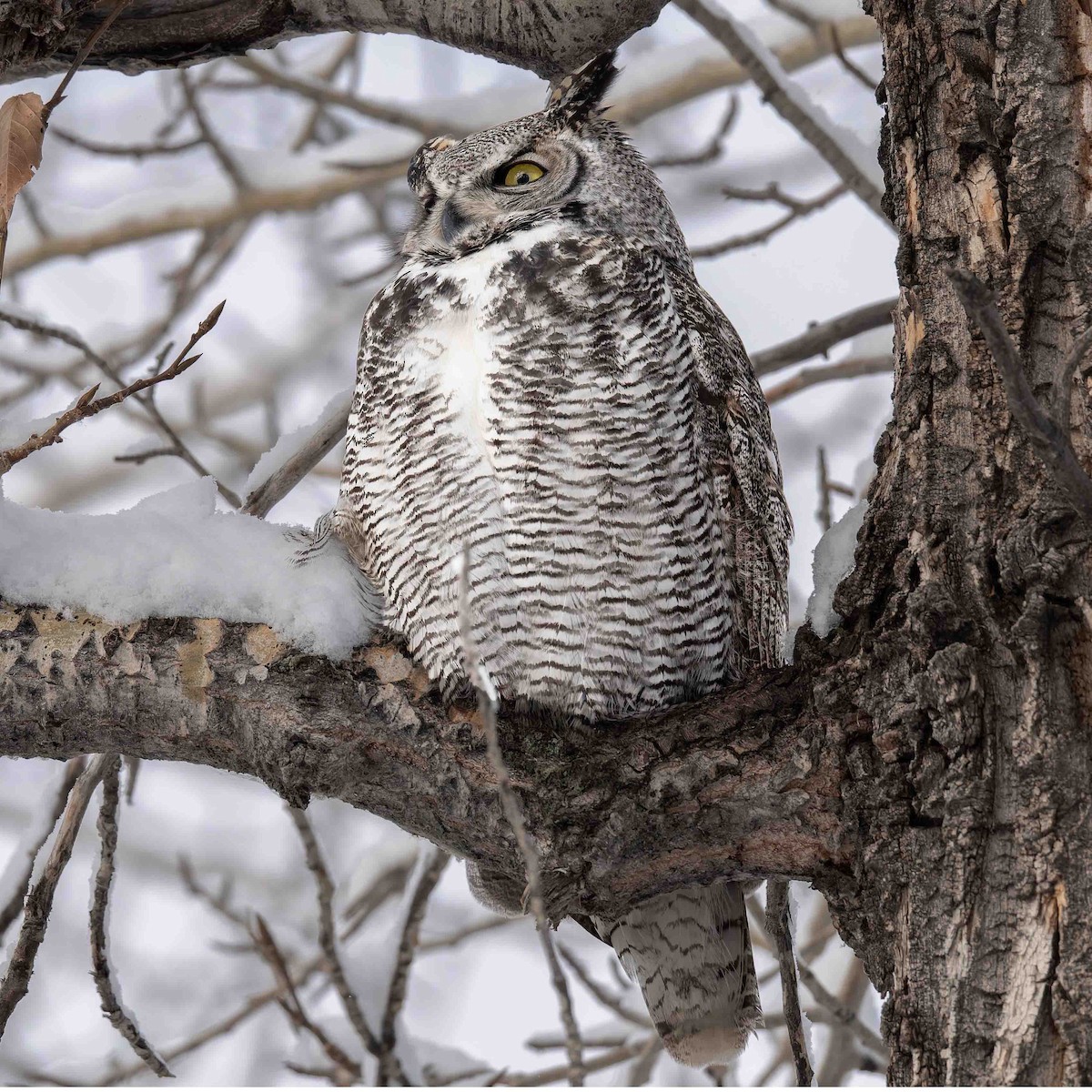 Виргинский филин - ML645838024