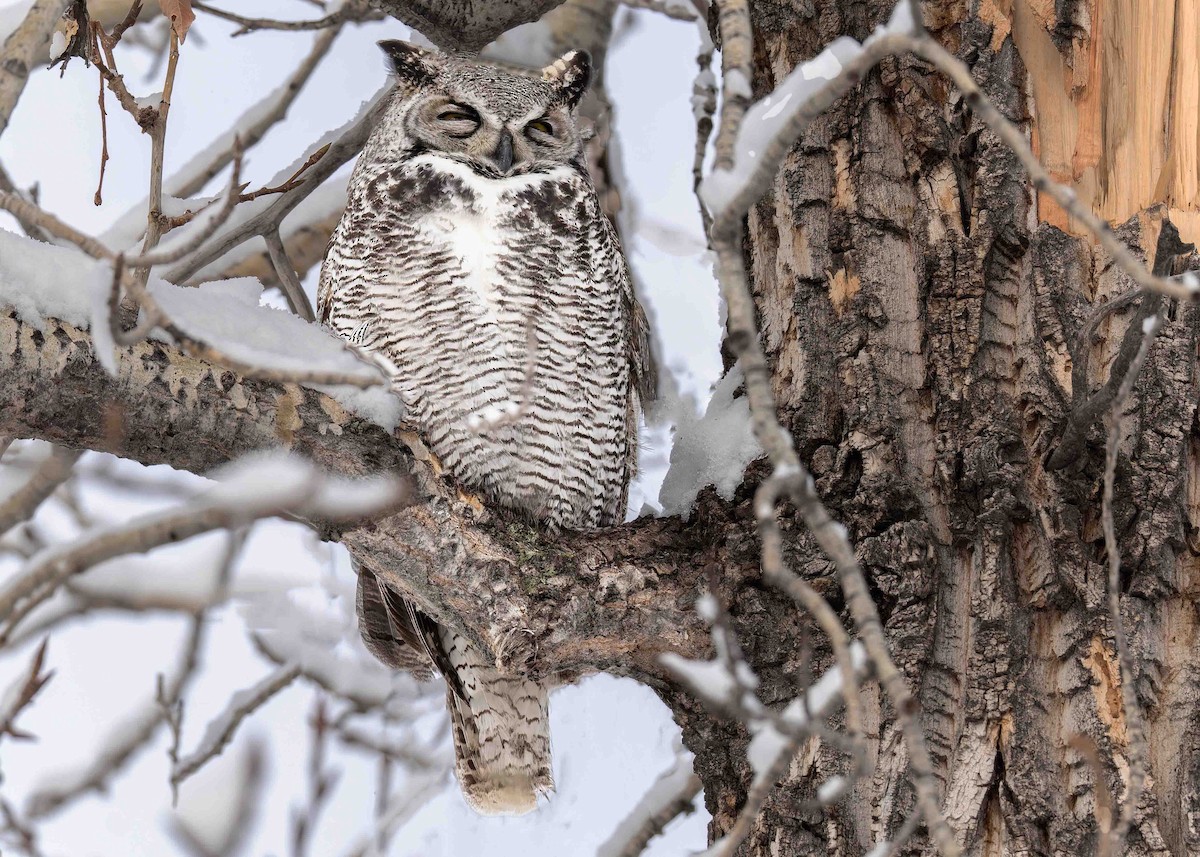 Виргинский филин - ML645838025