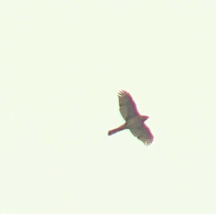 Accipitrine hawk sp. (former Accipiter sp.) - ML645838027