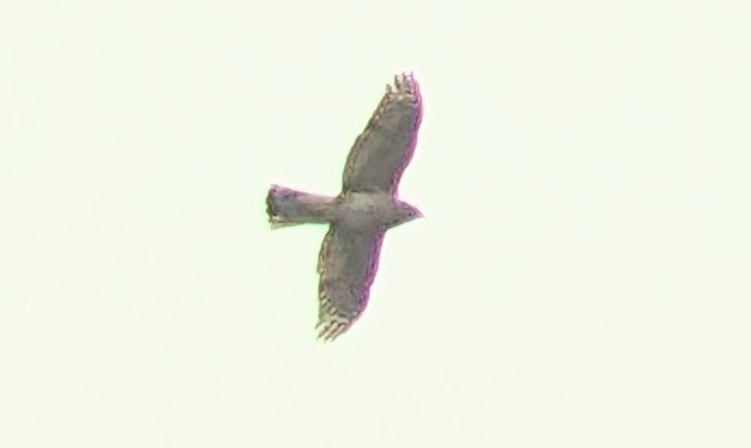 Accipitrine hawk sp. (former Accipiter sp.) - ML645838028
