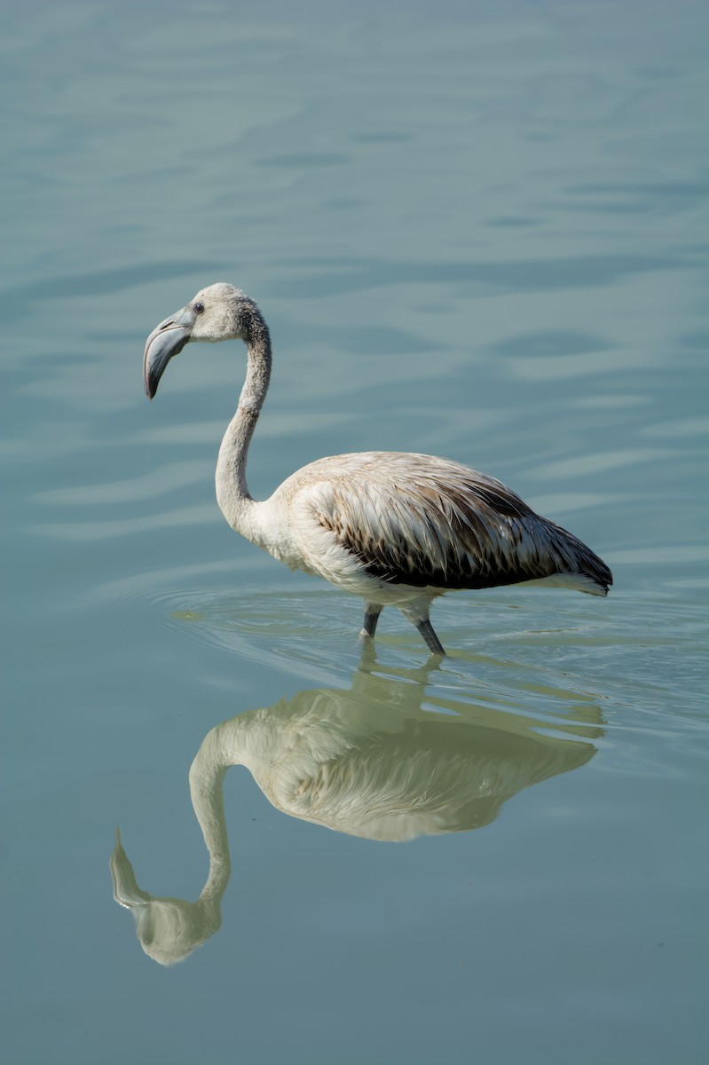 Розовый фламинго - ML645838029