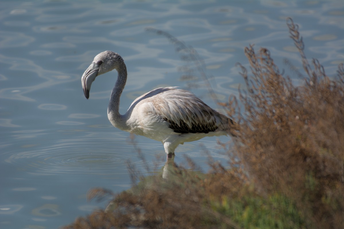 Розовый фламинго - ML645838030