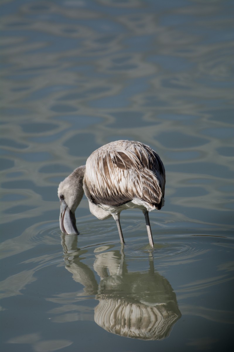 Розовый фламинго - ML645838031