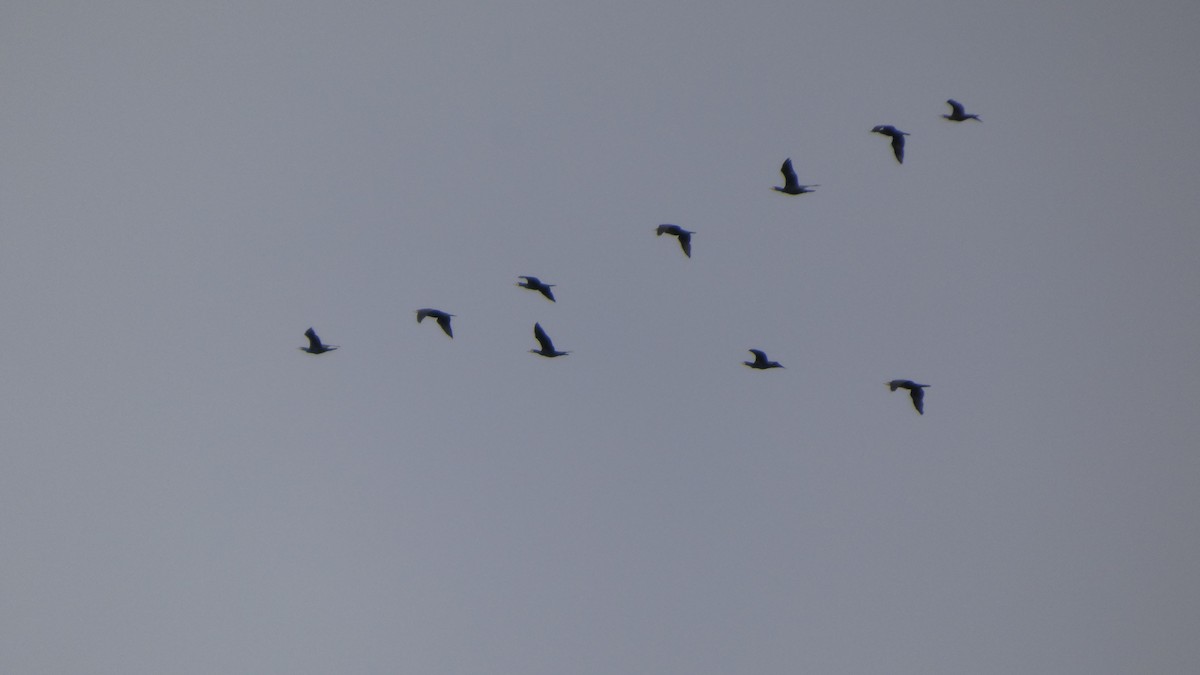 Большой баклан - ML645838032