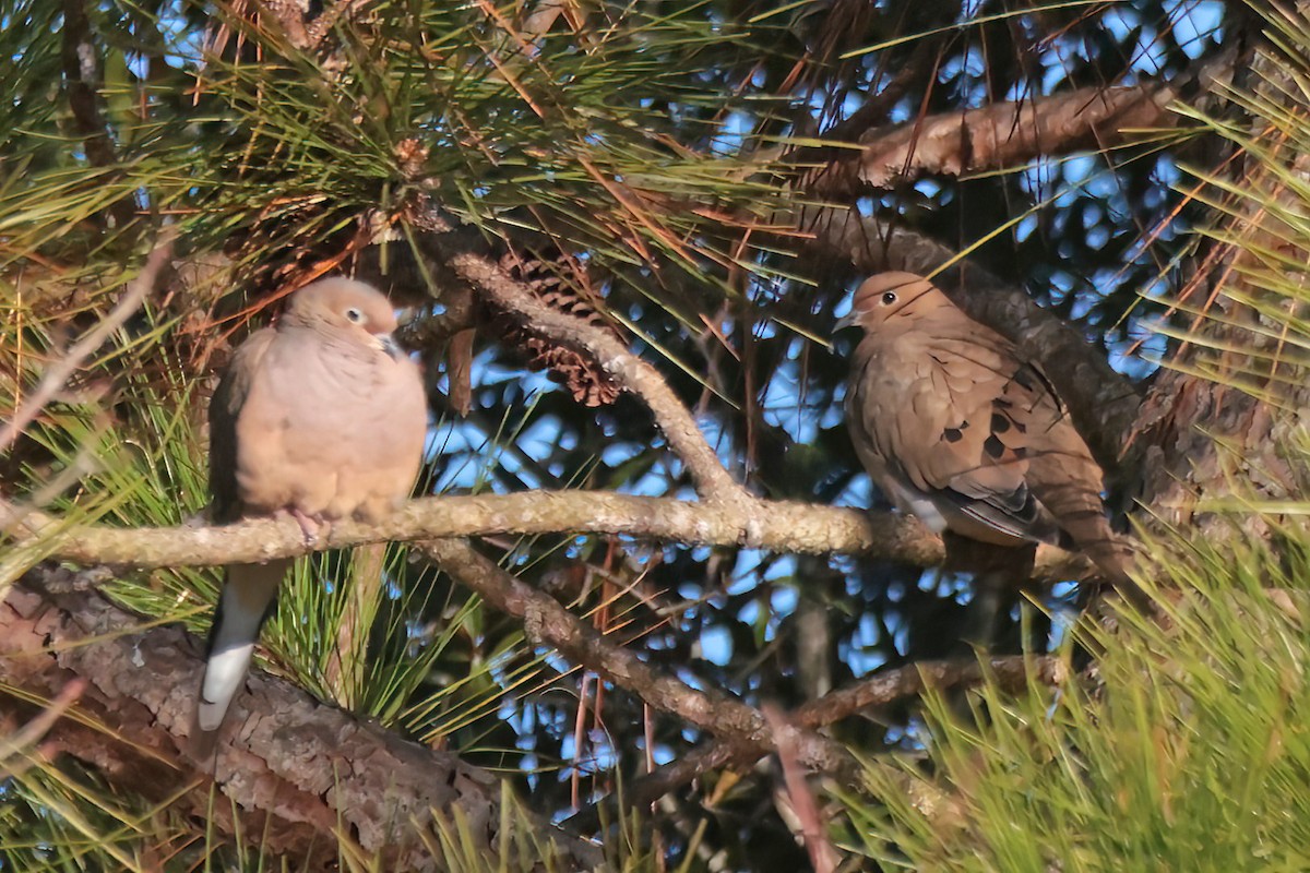 Плачущая горлица - ML645838033