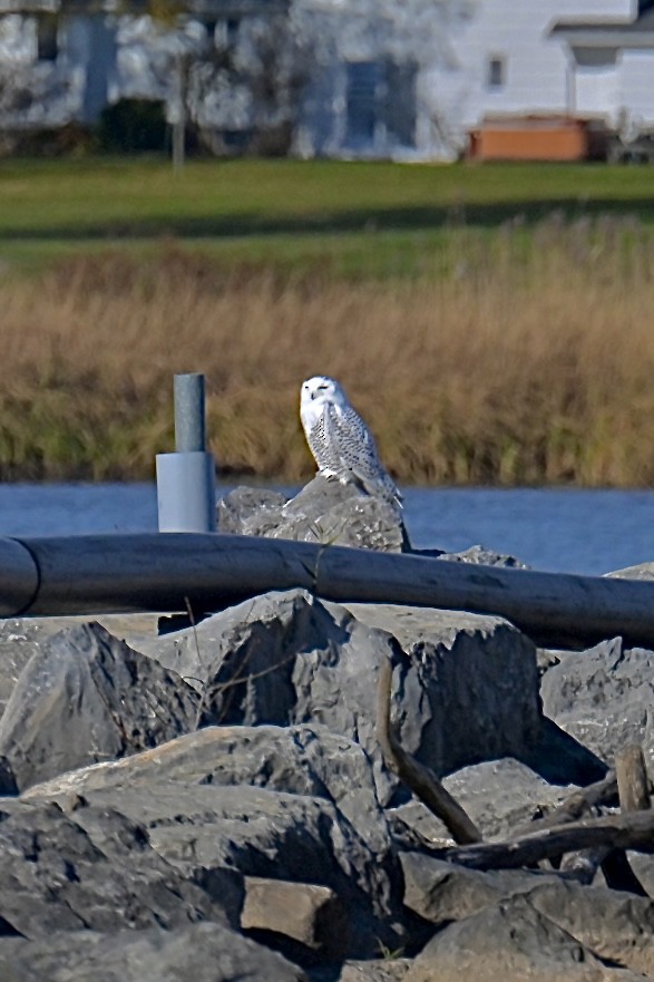 Белая сова - ML645838035