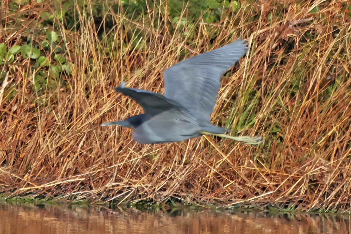 Малая голубая цапля - ML645838036