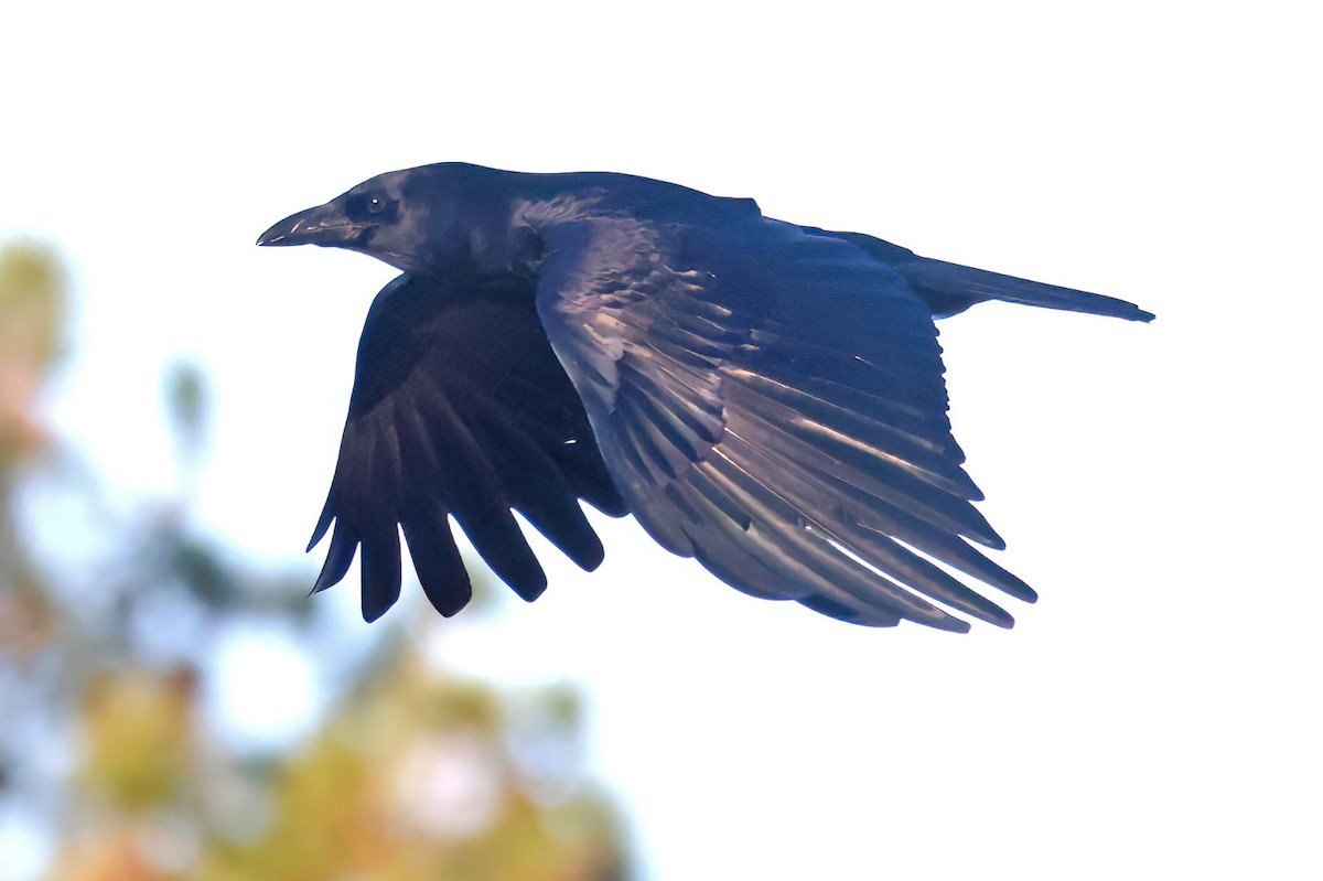 Американская ворона - ML645838039