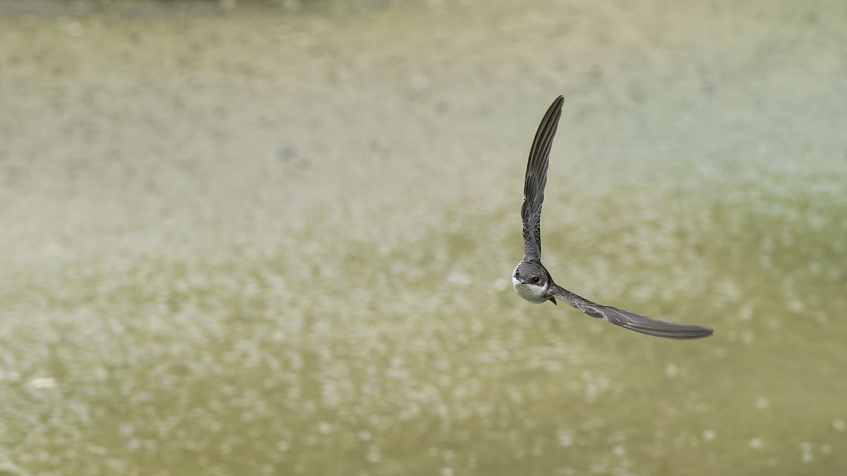 Siberian House-Martin - ML645838042