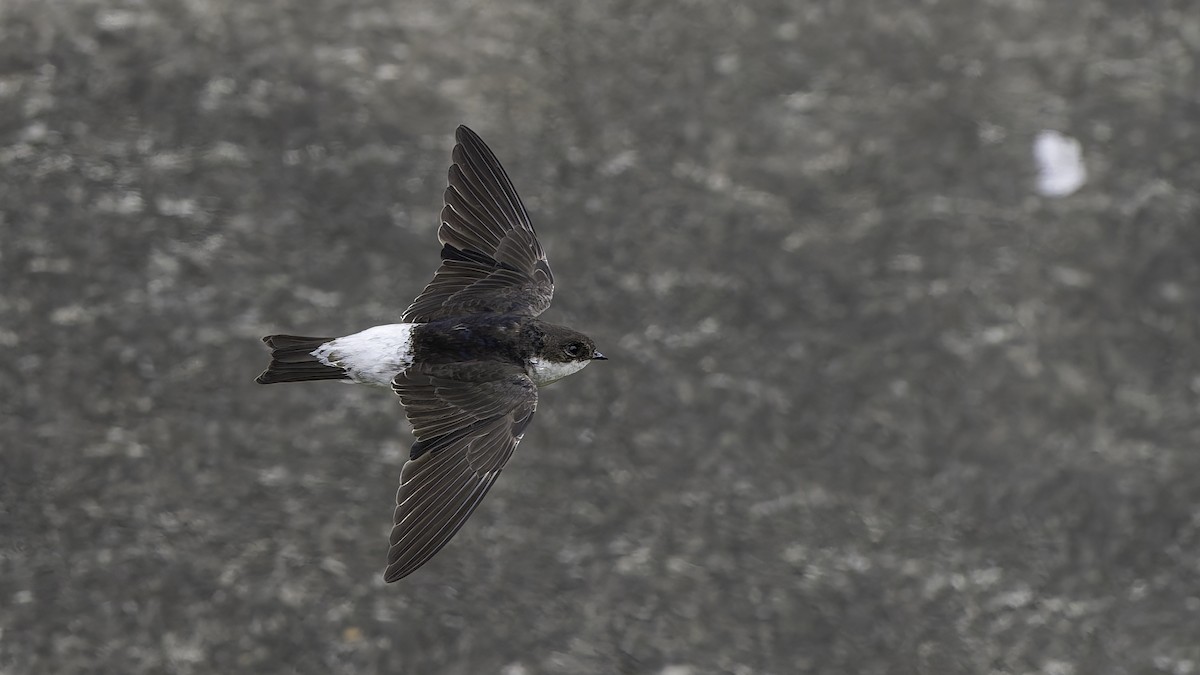 Siberian House-Martin - ML645838044