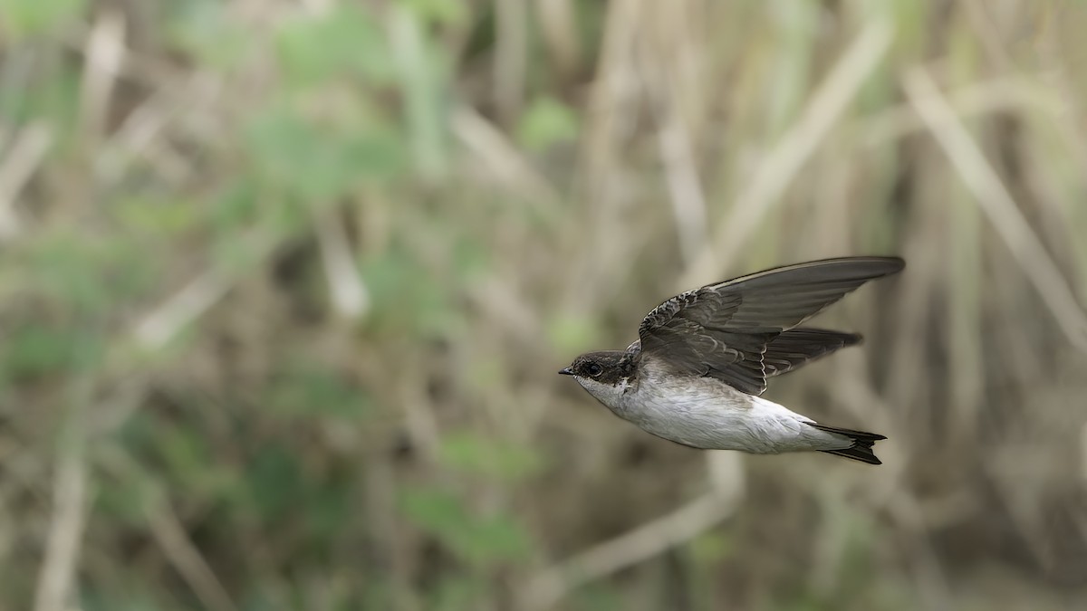 Siberian House-Martin - ML645838046