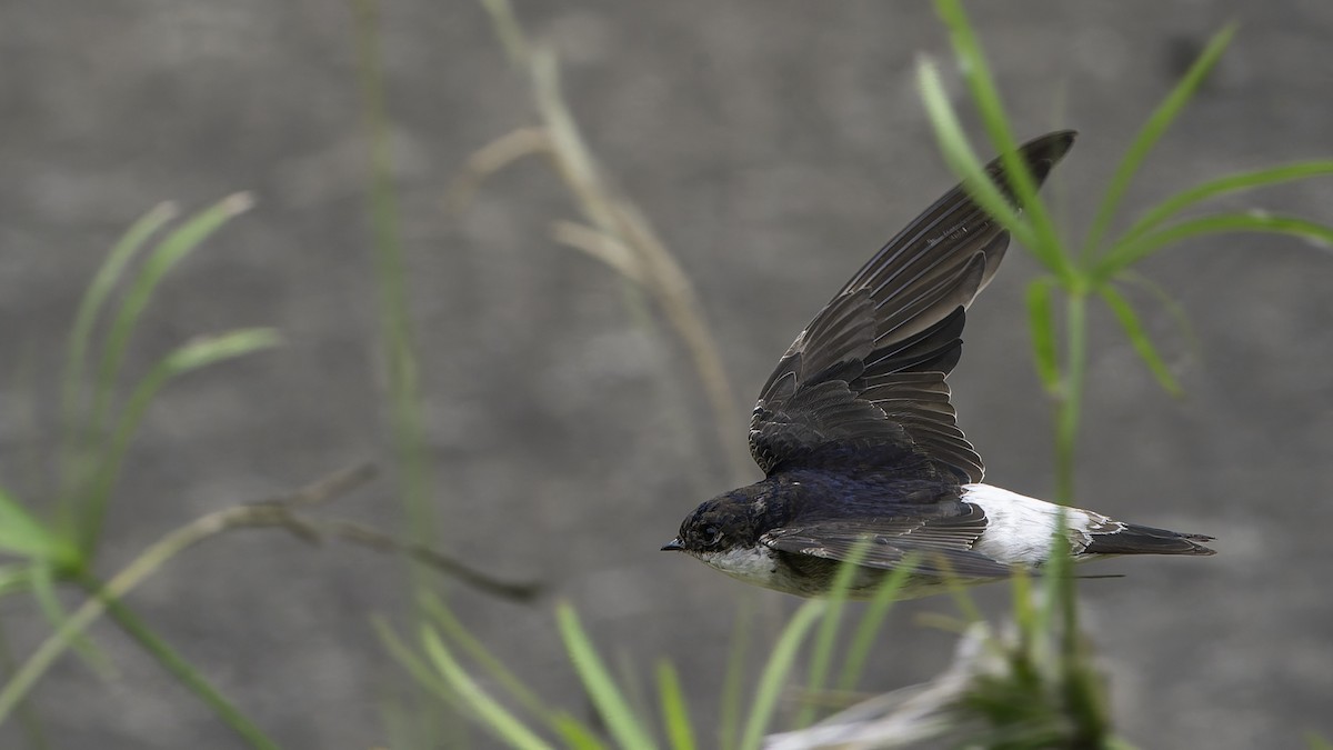 Siberian House-Martin - ML645838047