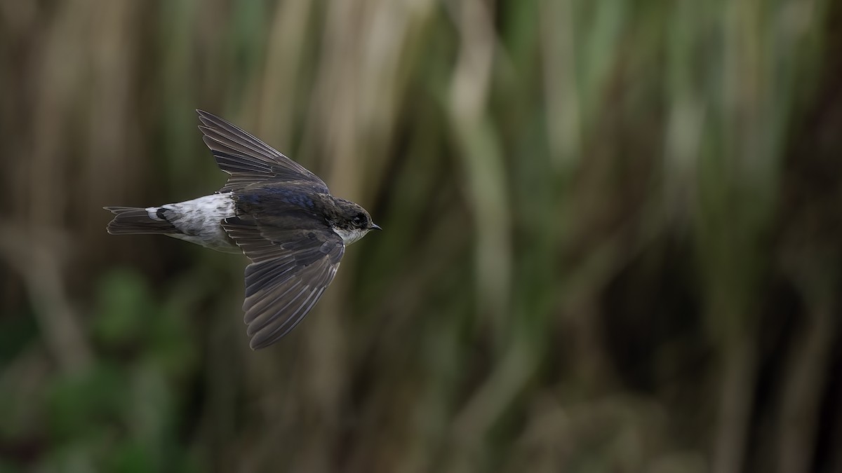 Siberian House-Martin - ML645838048