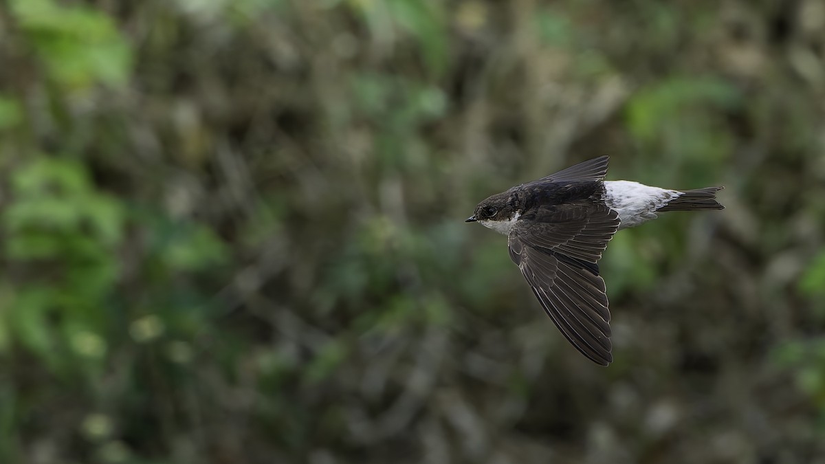 Siberian House-Martin - ML645838049