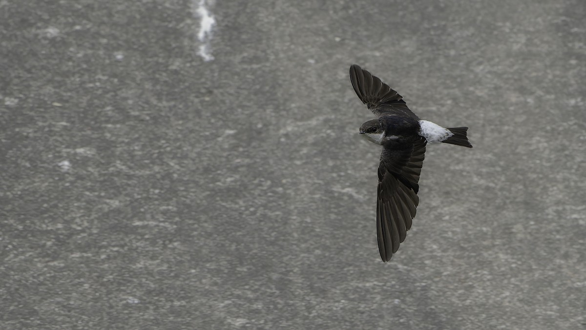 Siberian House-Martin - ML645838050