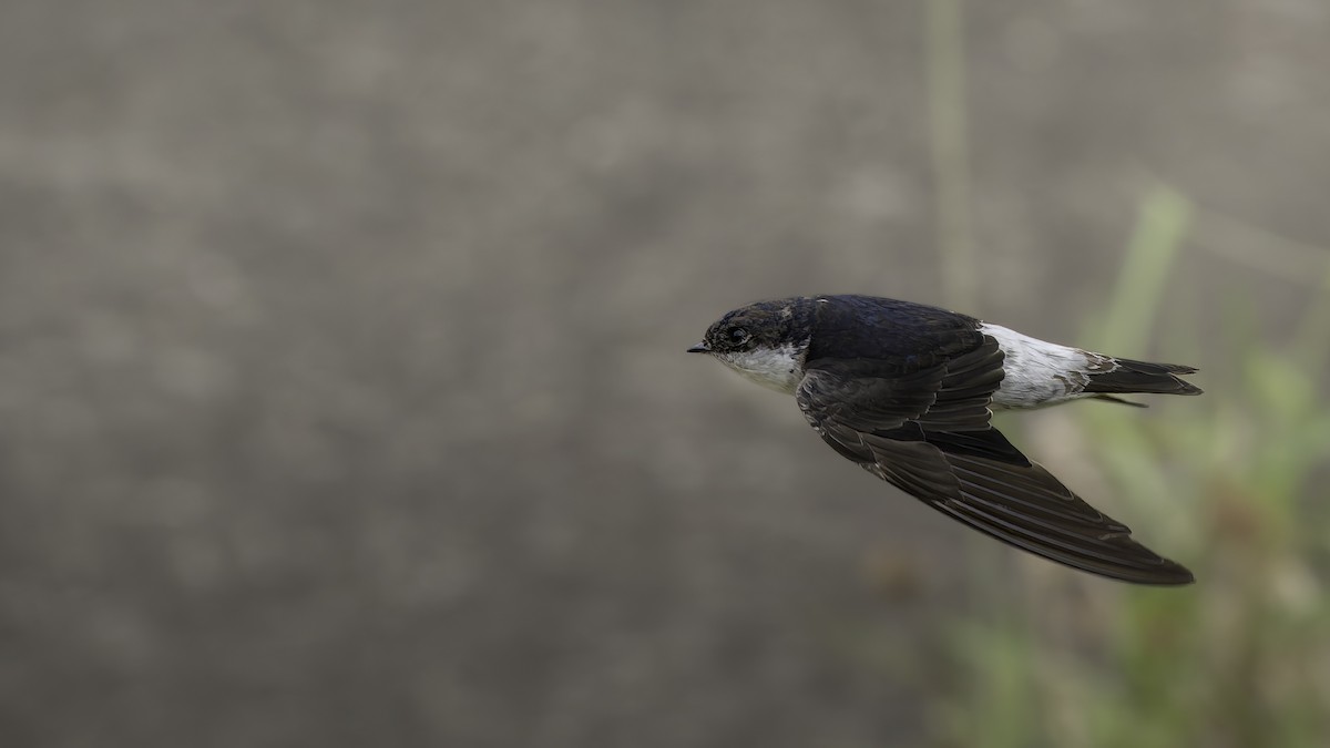 Siberian House-Martin - ML645838051