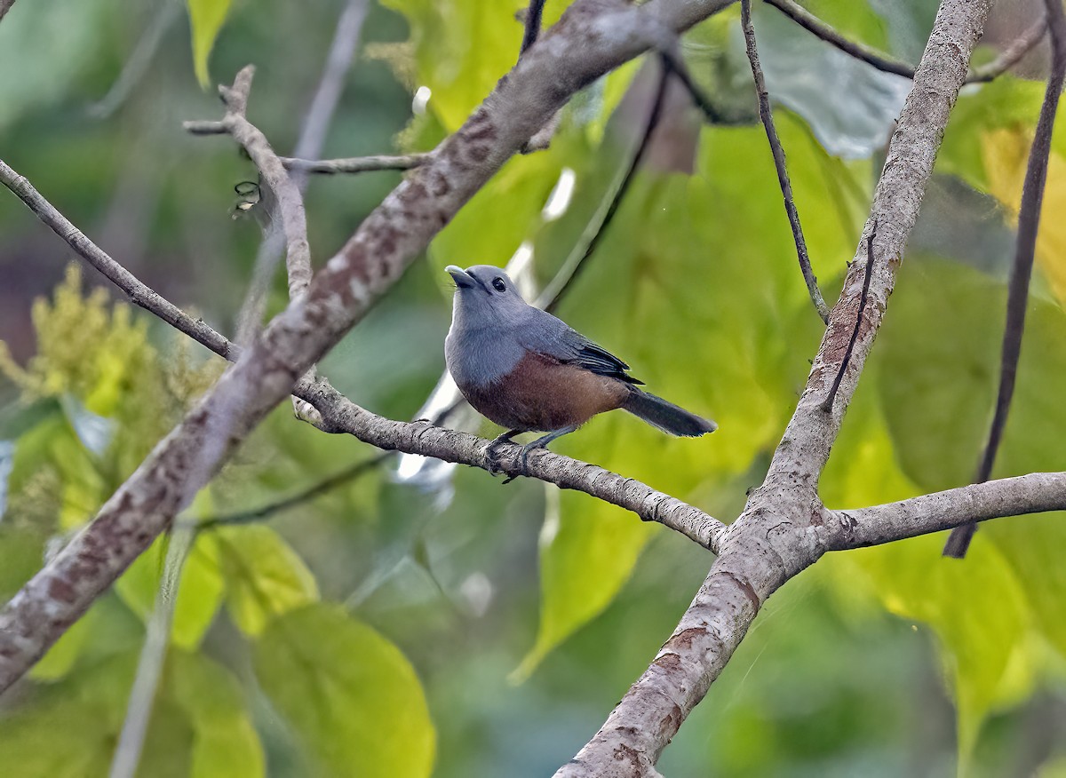 Сероголовый монарх - ML645838052