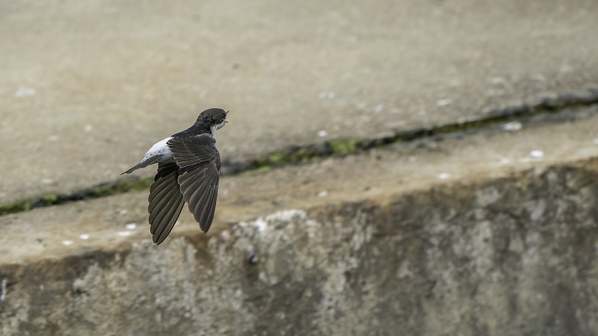 Siberian House-Martin - ML645838053