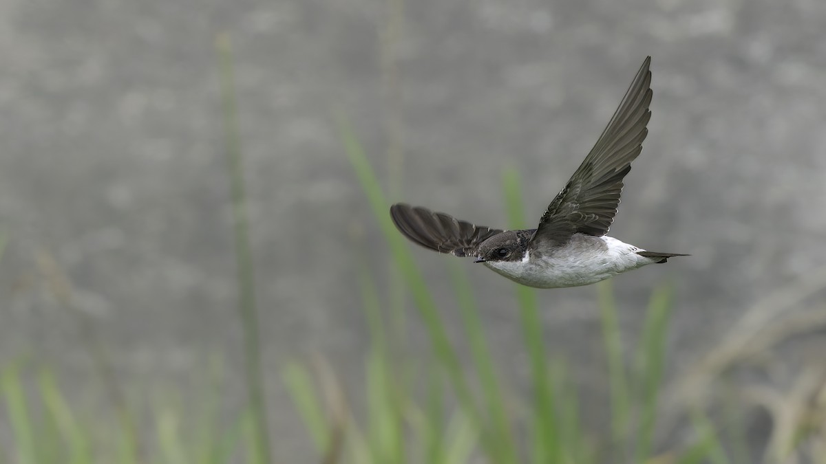 Siberian House-Martin - ML645838055