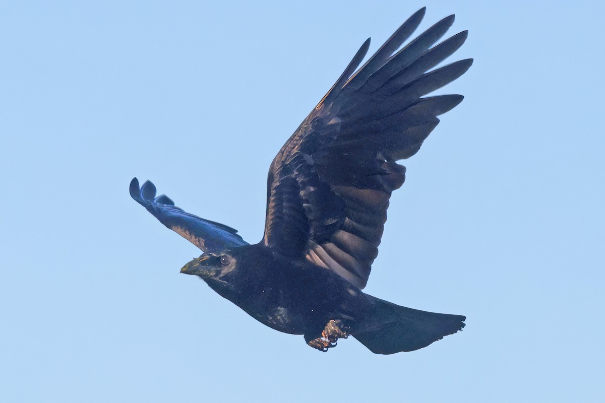 Американская ворона - ML645838056