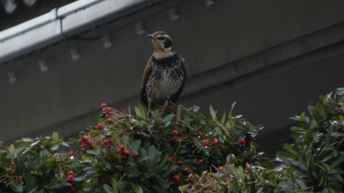 Бурый дрозд - ML645838057