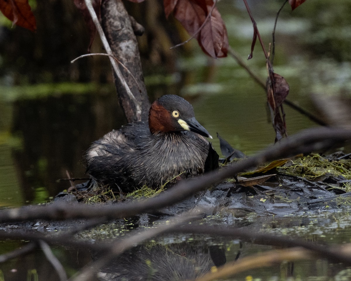 Малая поганка - ML645838061