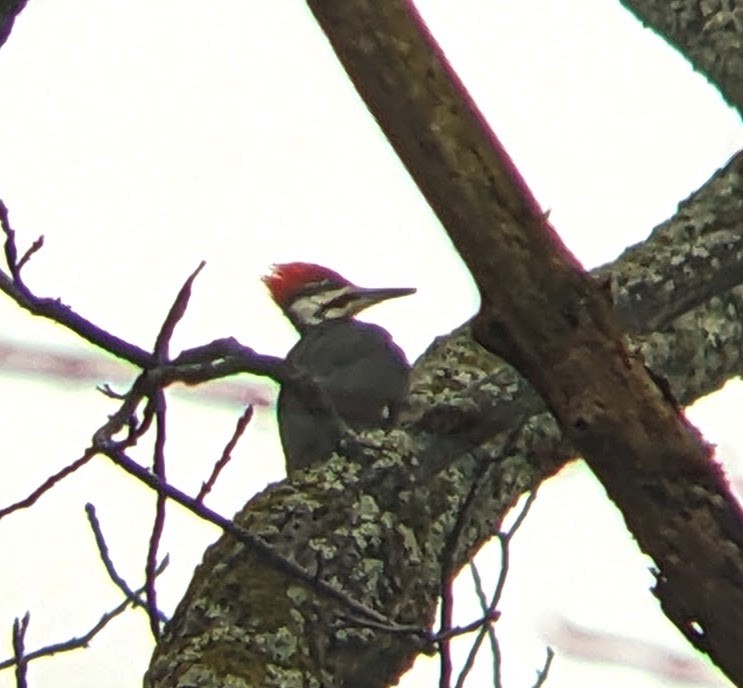 Хохлатая желна - ML645838062