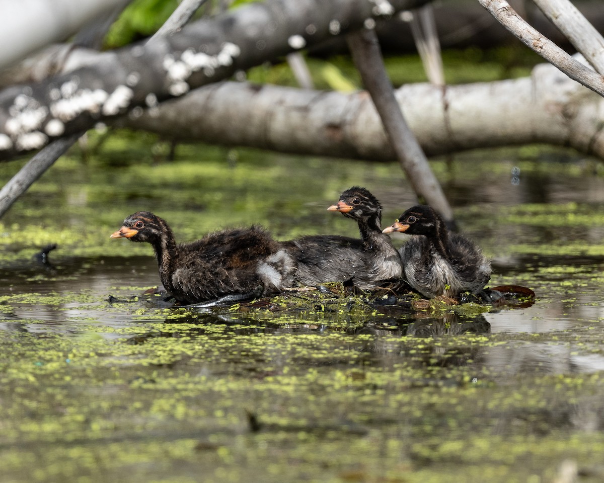 小鸊鷉 - ML645838063