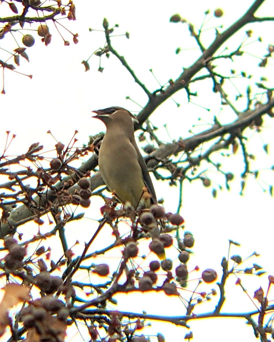 Кедровый свиристель - ML645838064