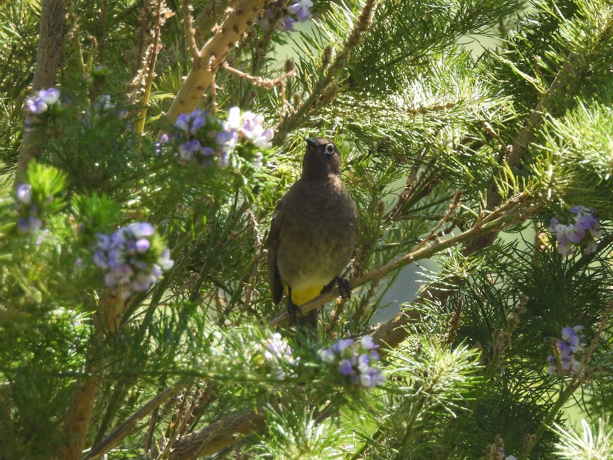 Капский бюльбюль - ML645838066