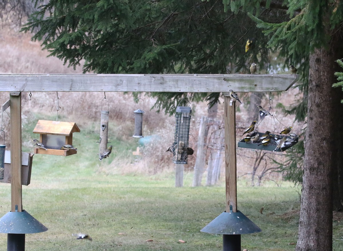 Evening Grosbeak - ML645838067