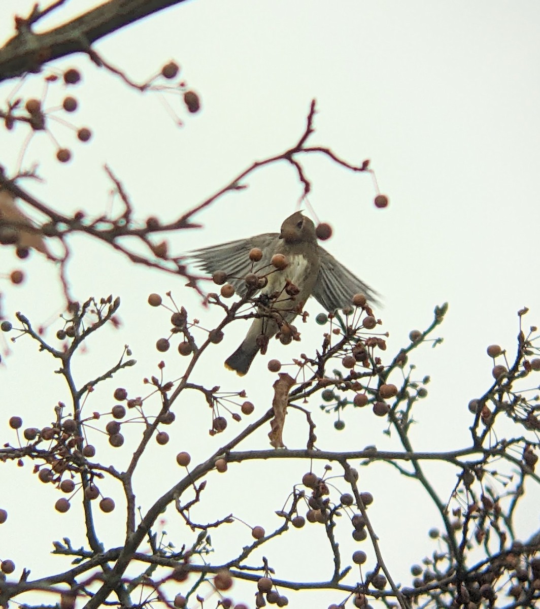 Кедровый свиристель - ML645838069