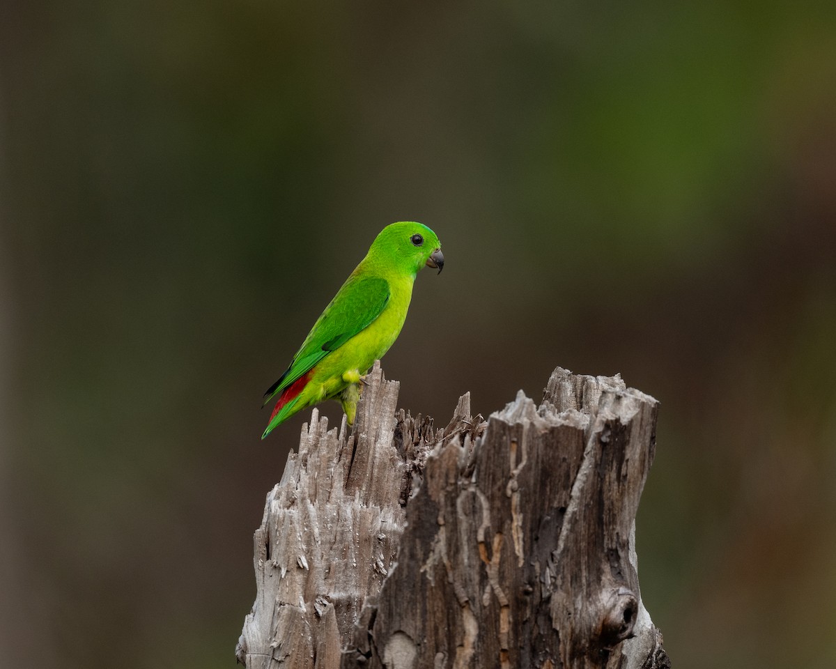 Blue-crowned Hanging-Parrot - ML645838070