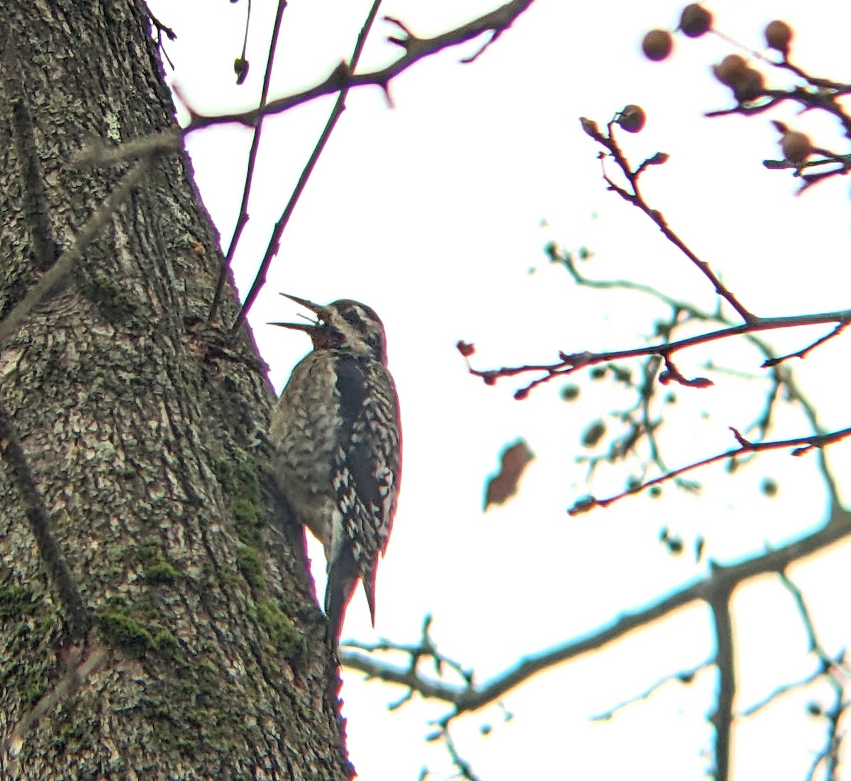 Yellow-bellied Sapsucker - ML645838072