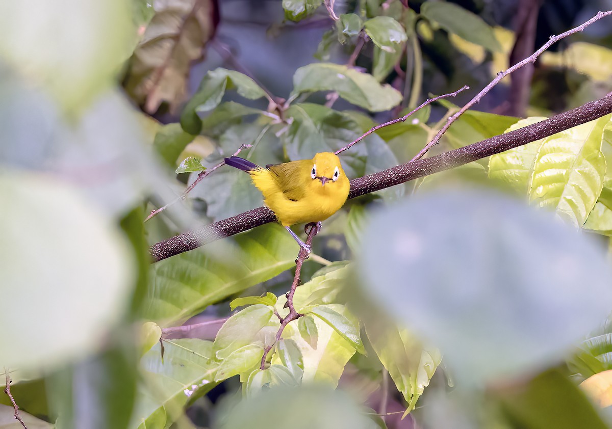 Vakatobi Gözlükçüsü - ML645838074